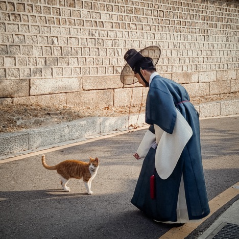 SuhJae wearing a yellow Hanbok (도포) with a dark-green Hanbok jacket (답호), looking at a cat.